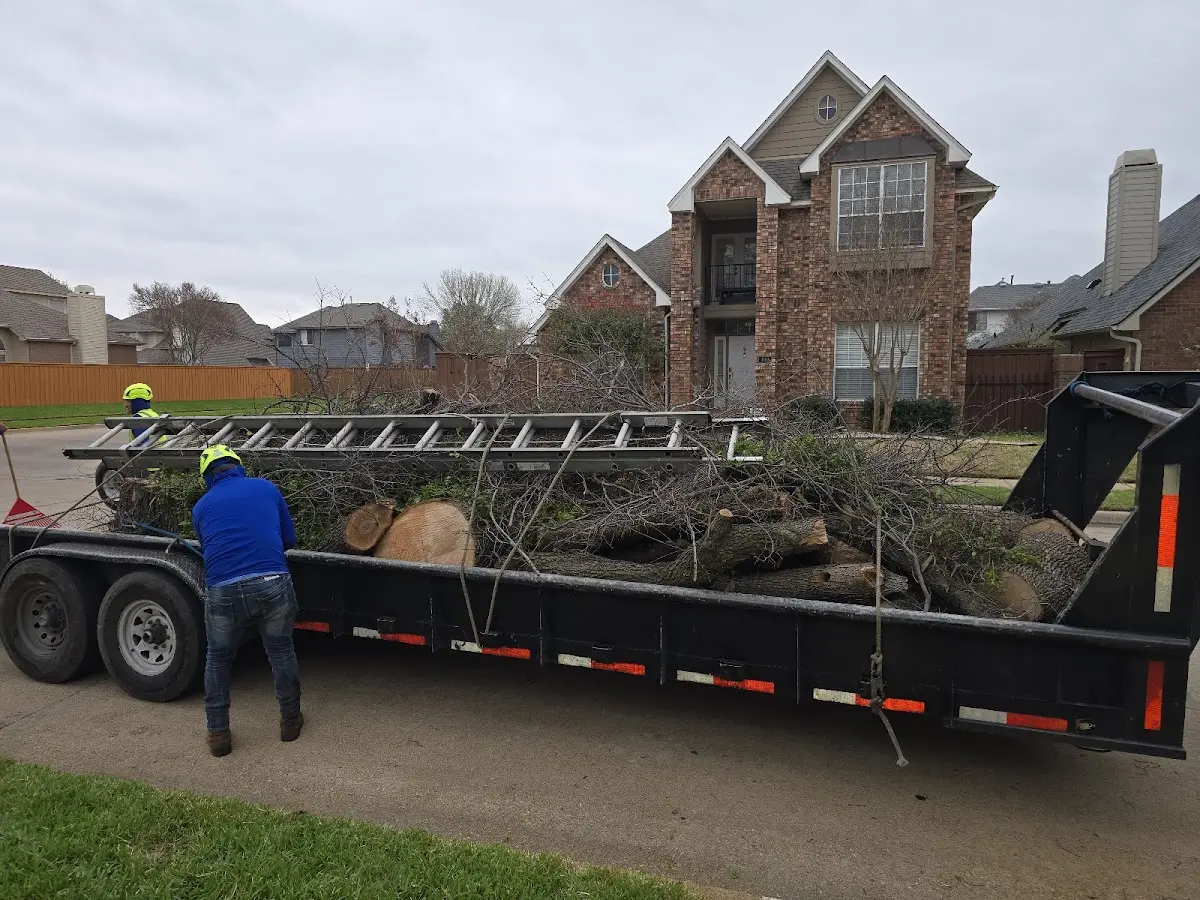 Expert Tree Removal with proper safety equipment in Quincy